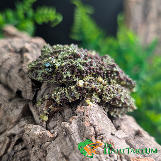 Mossy Tree Frog, Juvenile (CB)