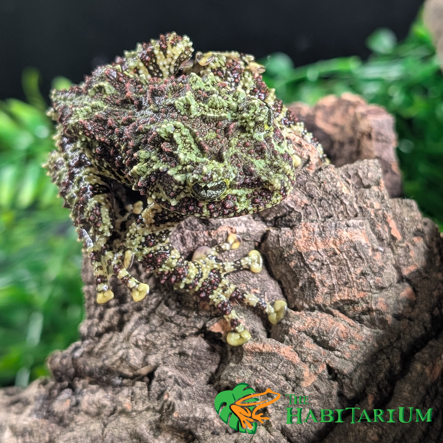 Mossy Tree Frog, Juvenile (CB)