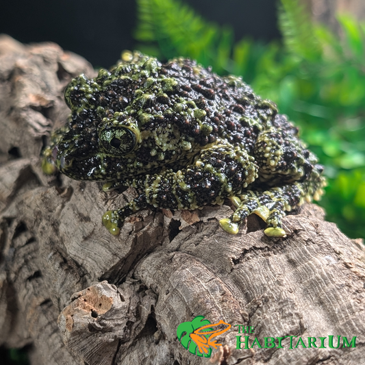 Mossy Tree Frog, Subadult (CB)