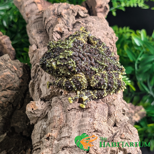 Mossy Tree Frog, Subadult (CB)