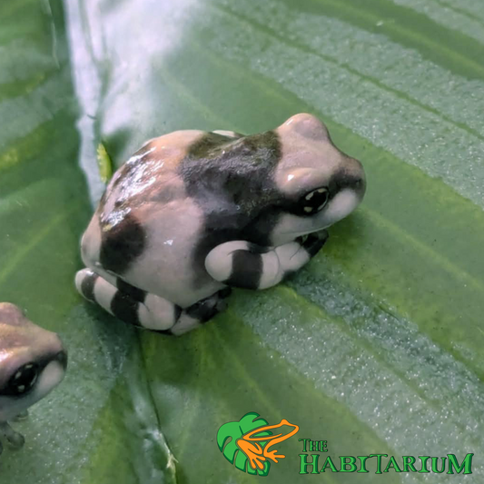 Amazon Milk Froglet, 1/2"