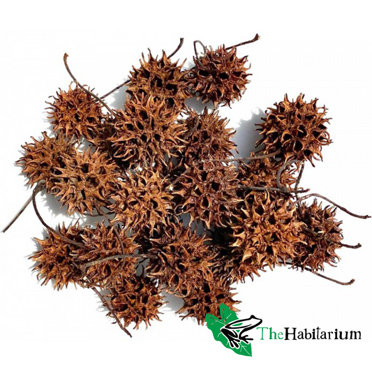 Sweet Gum Seed Pods
