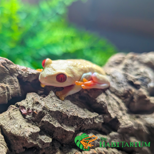 Red Eyed Tree Froglet, TPos (CB)