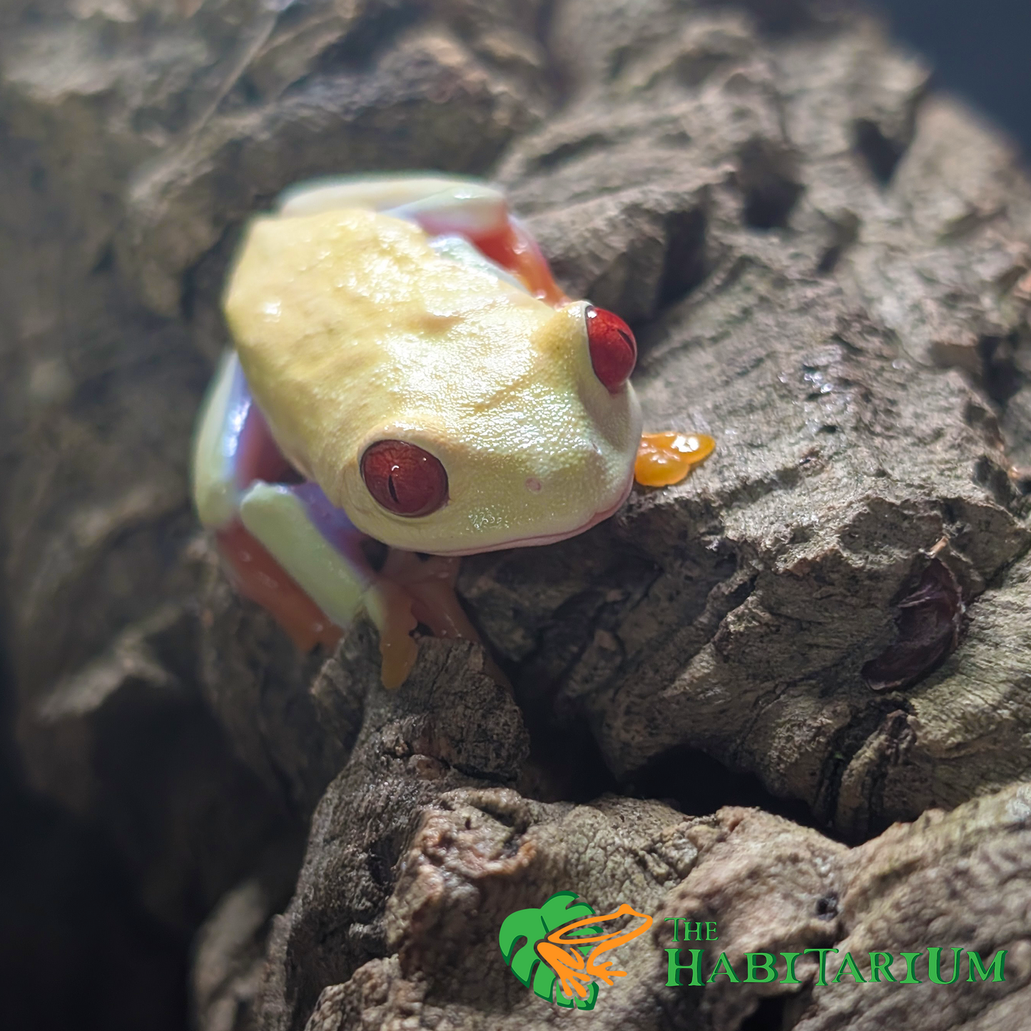Red Eyed Tree Froglet, TPos (CB)