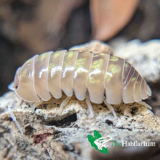T+ Albino Isopods