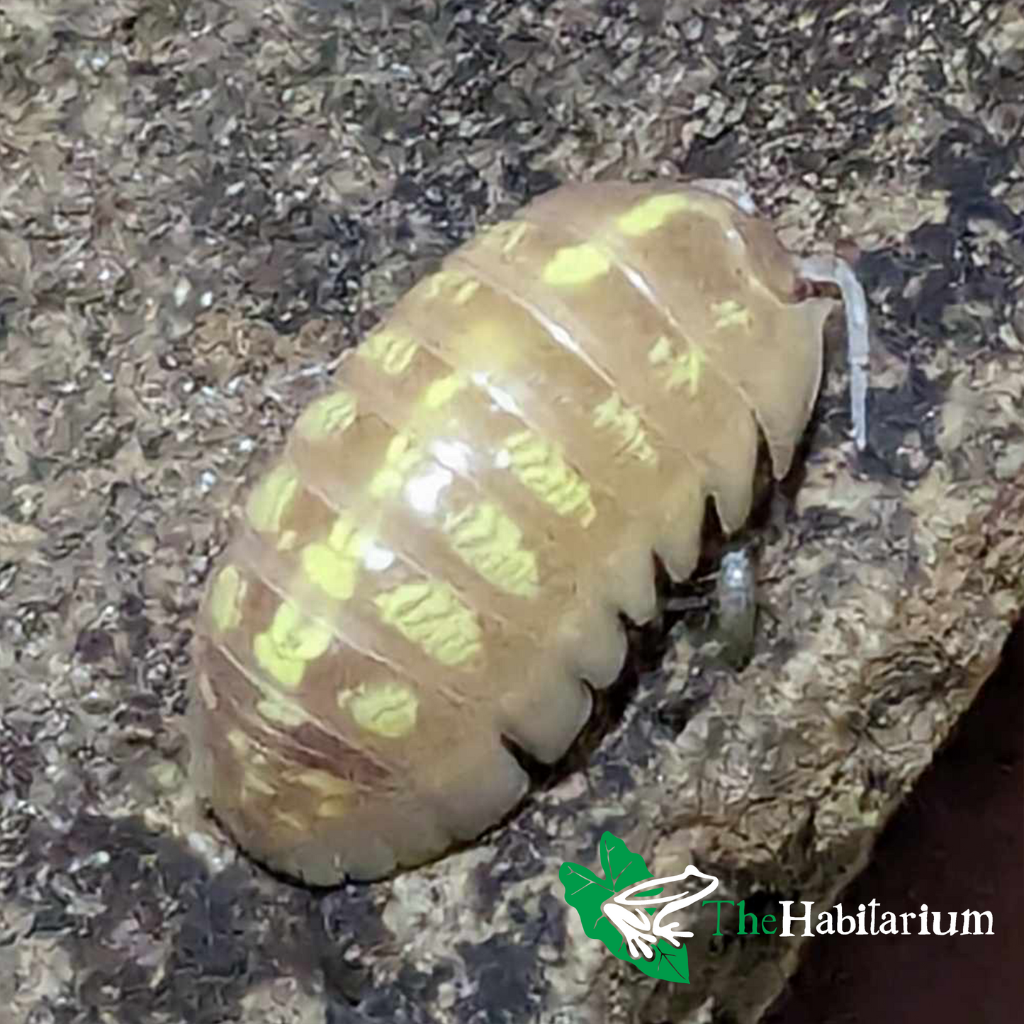 T+ Albino Isopods