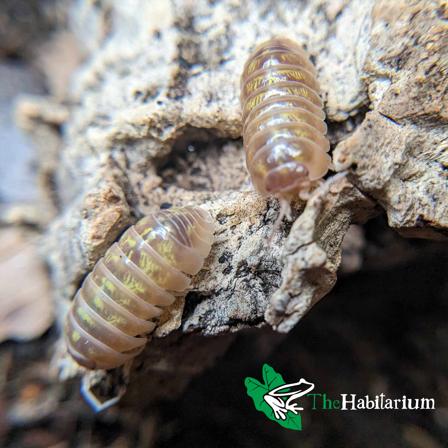 T+ Albino Isopods