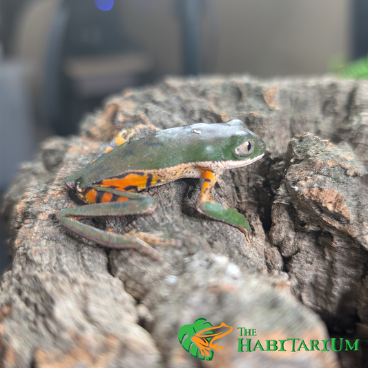 Tiger Leg Tree Frog, Adult (CB)