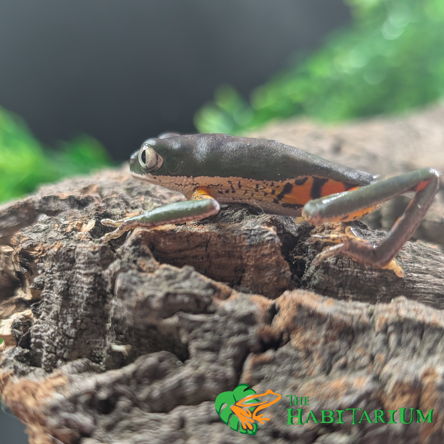 Tiger Leg Tree Frog, Adult (CB)